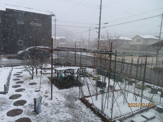 お昼庭雪