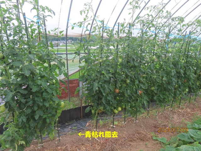 イトコトマト①