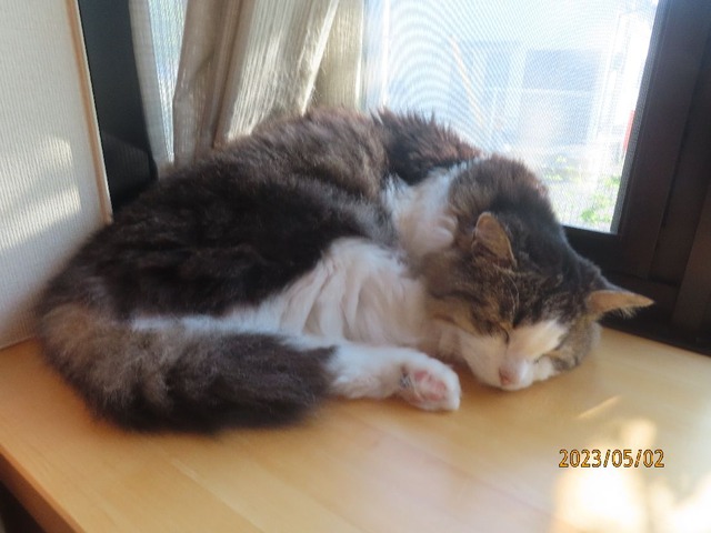 ずっと出窓でした