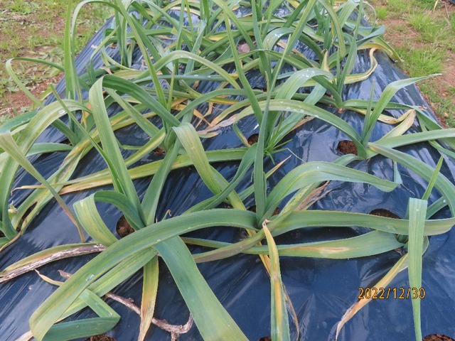 ホワイト六片②