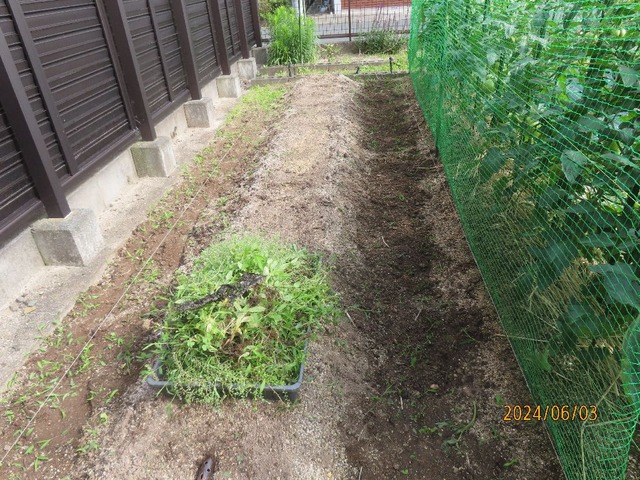 ショウガ畝除草