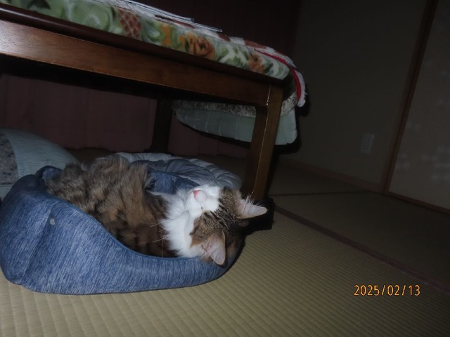 三時⑤上向き寝