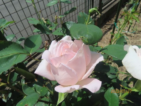 サマーレディー