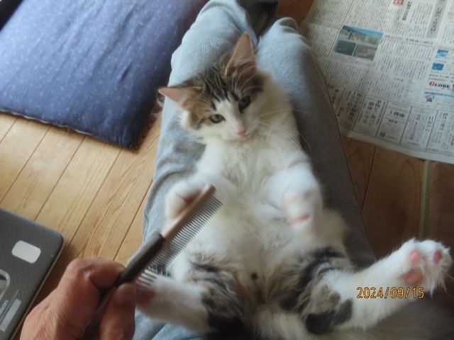 ブラッシング②