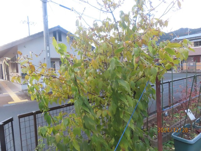 ロウバイ①