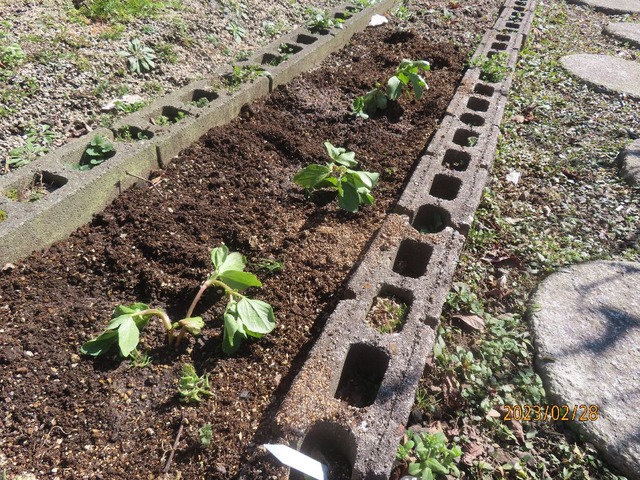 ソラマメ予備苗植え付け