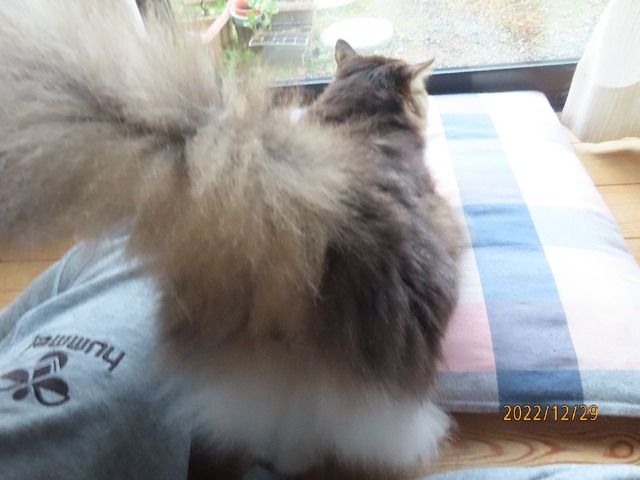 ブラッシング①お尻