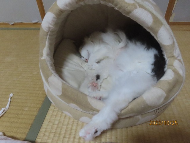 九時半早寝