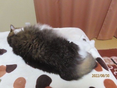 既にお休み
