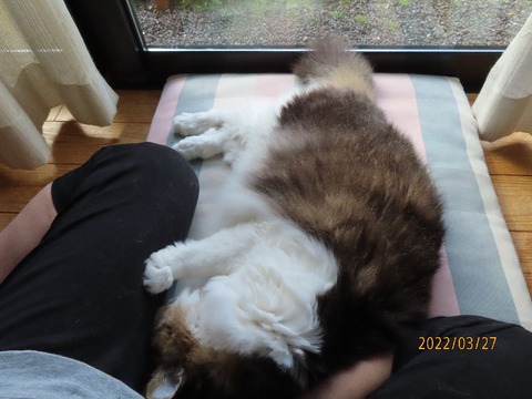 ブラッシング⑤