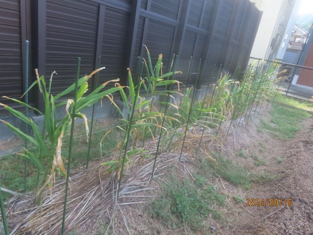 庭ショウガ枯れる