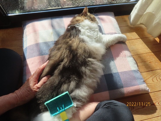 ブラッシング①
