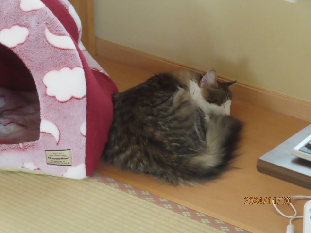 お昼寝