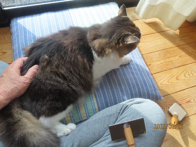 ブラッシング①