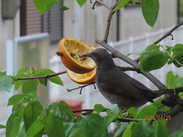 ゴハンないない
