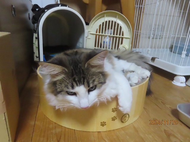 バリバリボウル大きくなった
