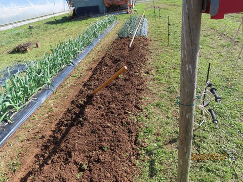 トマト畝