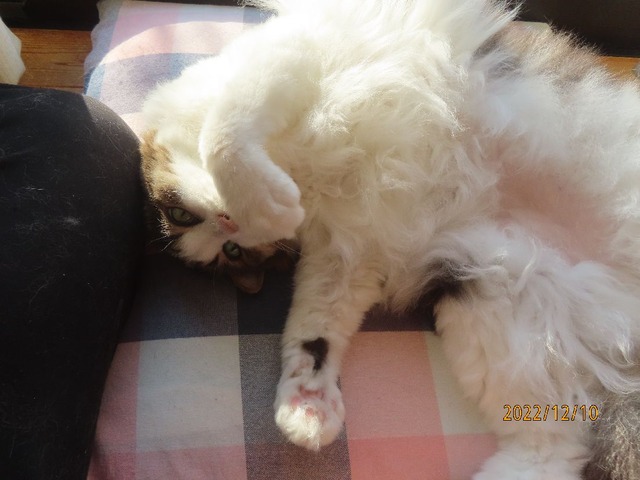 ブラッシングおしまい