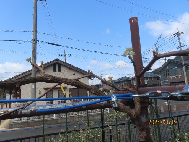 ブドウ①
