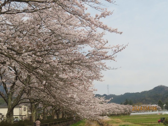 桜並木②