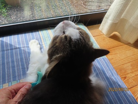 ブラッシング②そこそこ