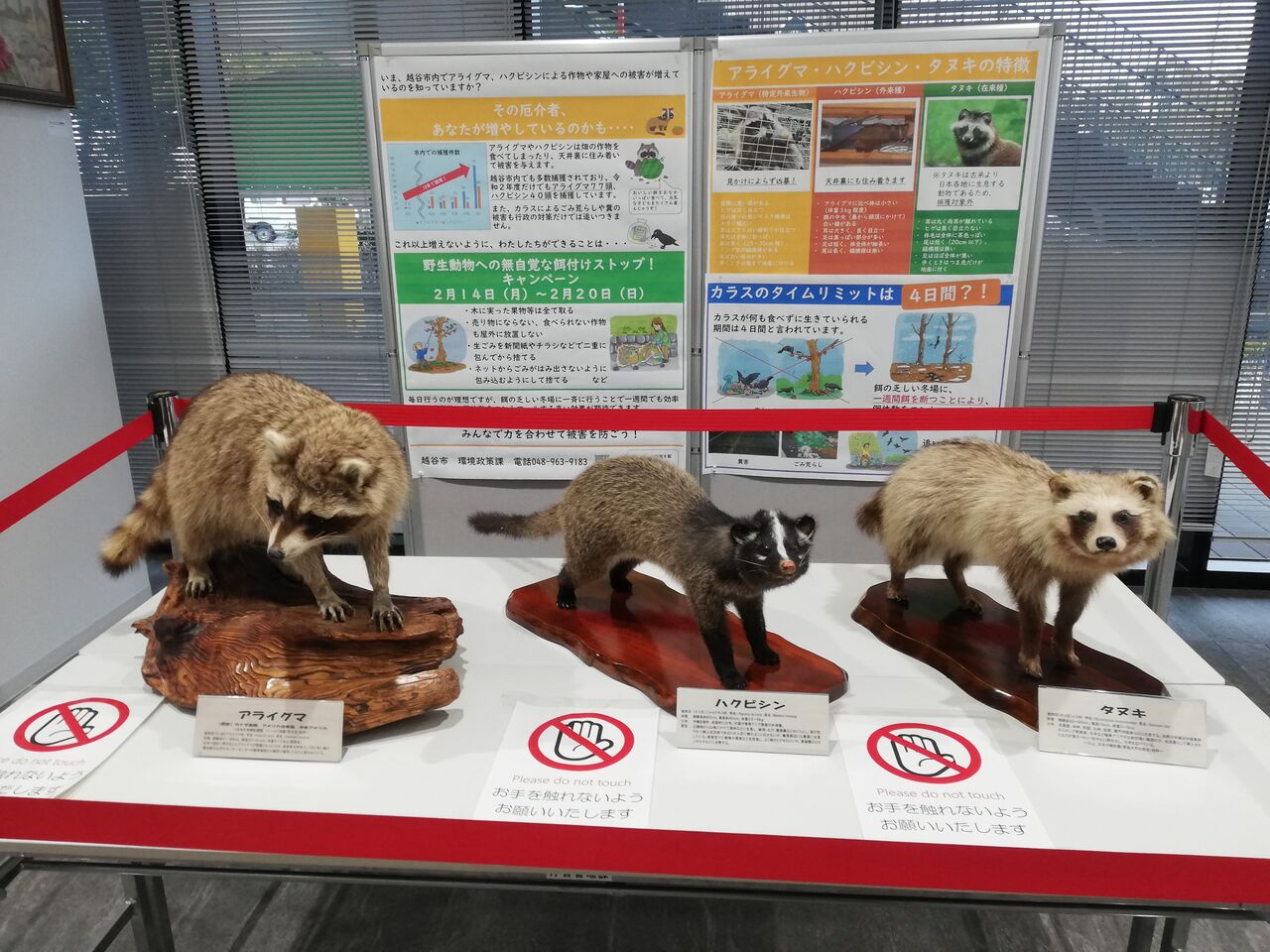 越谷市に狸 ハクビシン そしてアライグマ 笑 理系店長の車いすネット販売日記 ほぼ毎日更新 It Works