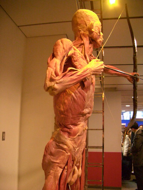 人体の不思議展 リバネス丸幸弘 Yukihiromaru の会社経営奮闘記