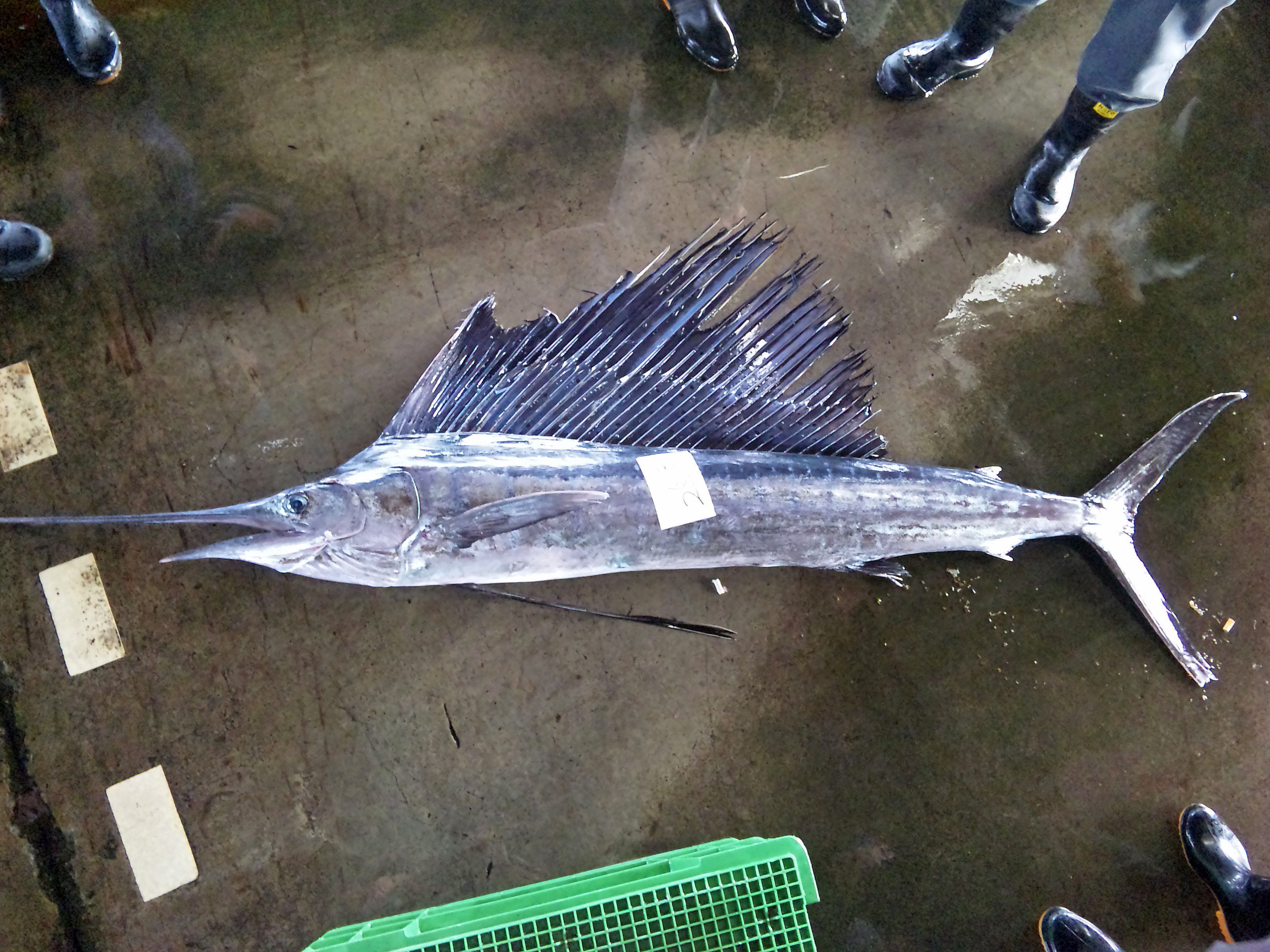 バショウカジキ 駿河湾の魚図鑑 本日の水揚げ情報 バショウカジキ 駿河湾の魚図鑑 本日の水揚げ情報