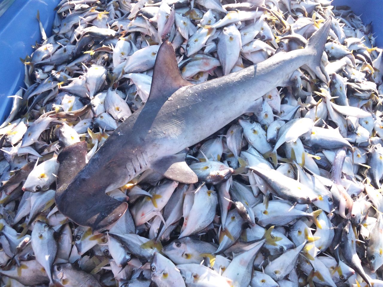小さな悪魔 駿河湾の魚図鑑 本日の水揚げ情報 小さな悪魔 駿河湾の魚図鑑 本日の水揚げ情報