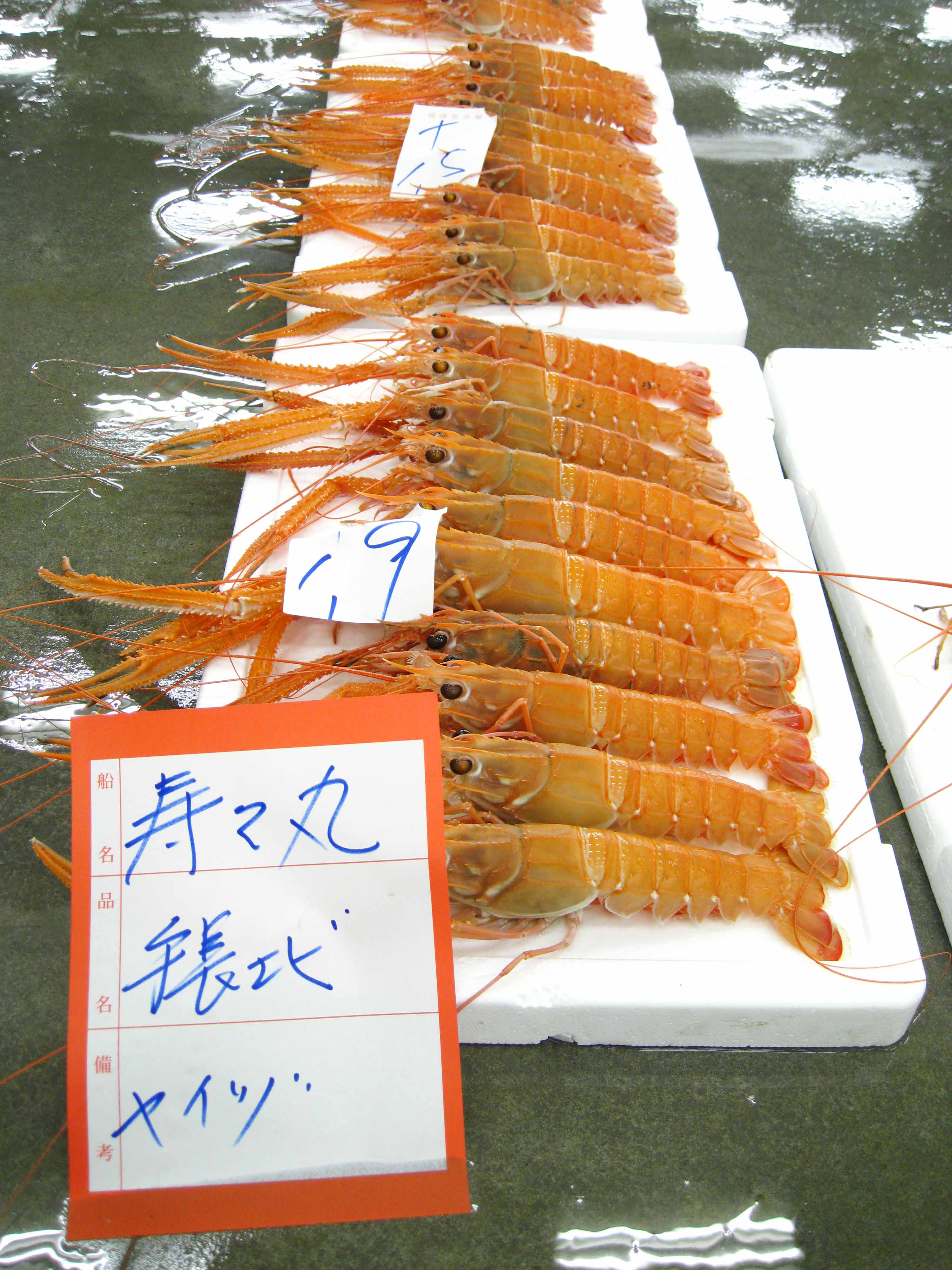 解禁 駿河湾の魚図鑑 本日の水揚げ情報 解禁 駿河湾の魚図鑑 本日の水揚げ情報