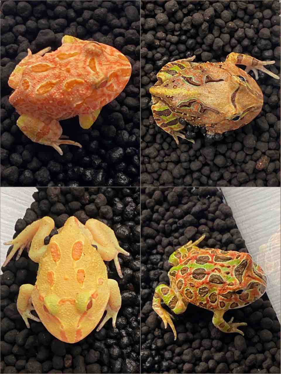 新生体入荷情報5 8 Love Animals まるがめや