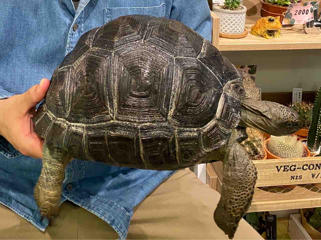 新生体入荷情報5 3 Love Animals まるがめや 新生体入荷情報5 3 Love Animals まるがめや