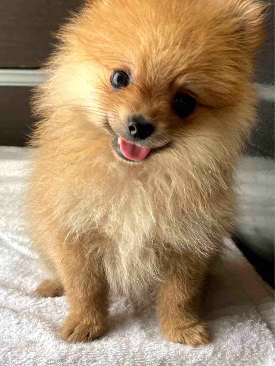 ポメラニアン子犬達 Love Animals まるがめや