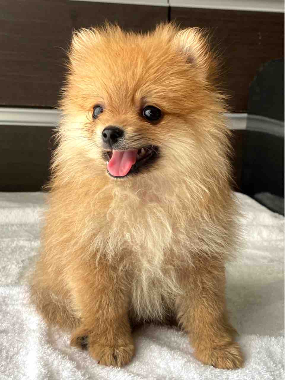 ポメラニアン子犬達 Love Animals まるがめや