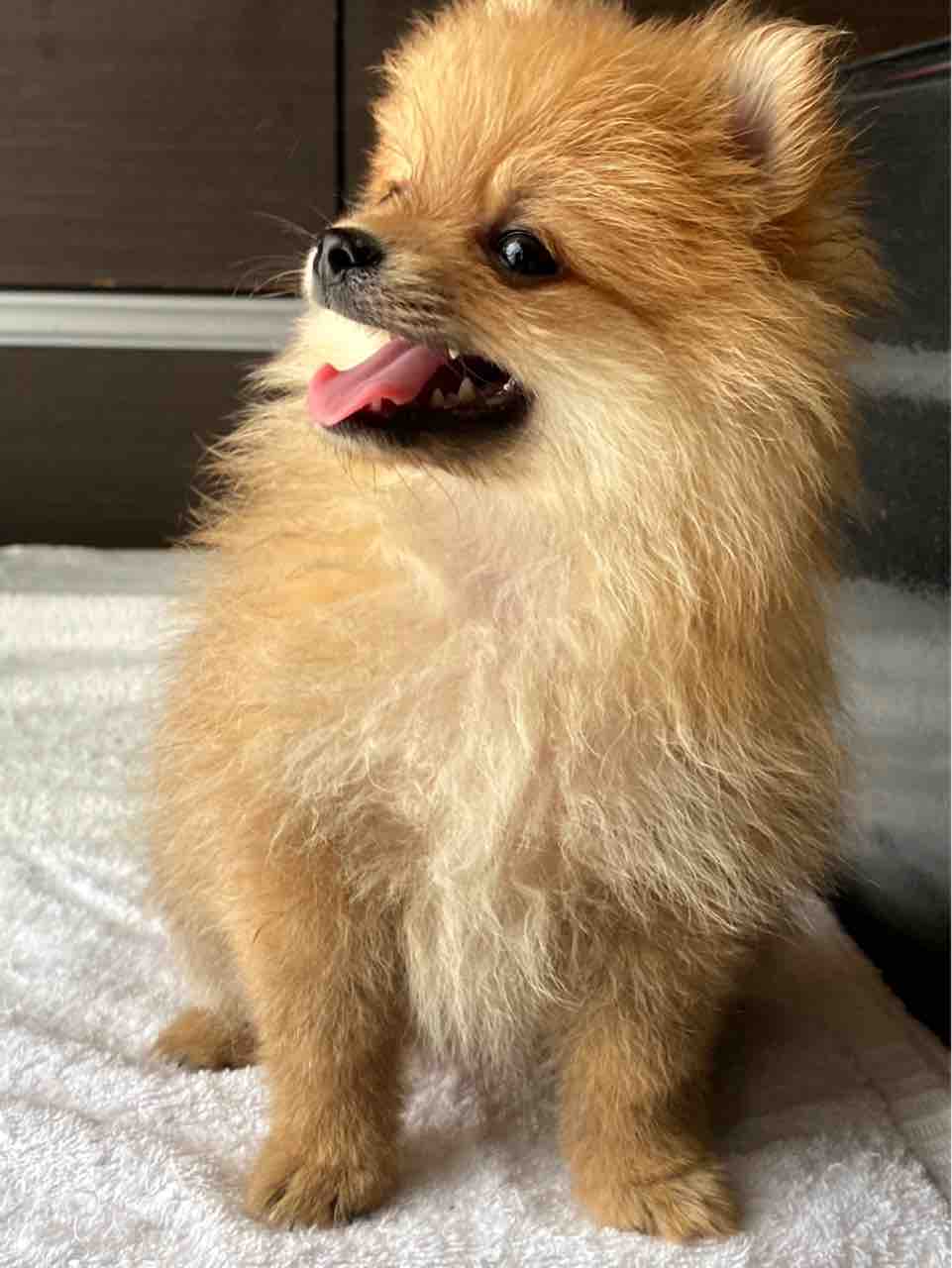 ポメラニアン子犬達 Love Animals まるがめや