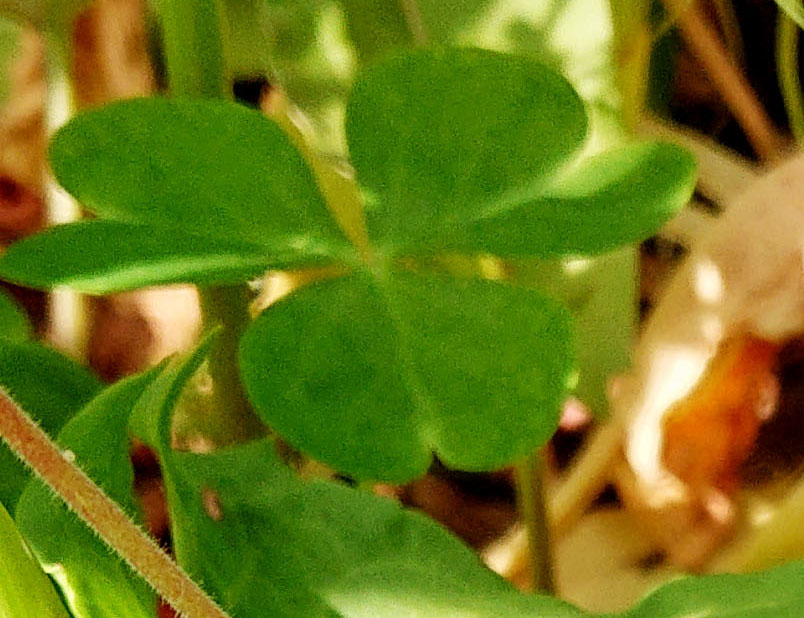 ご近所の草花 ハートの葉っぱやピンク色の花 カワイイお花は何だろう 広島市植物公園の久保さんに聞いてみた まるごとgo 広島市安佐南区 安佐北区あたりの地域情熱ブログ ご近所の草花 ハートの葉っぱやピンク色の花 カワイイお花は何だろう 広島市植物公園の久保さんに聞いてみた まるごとgo 広島市安佐南区 安佐北区あたりの地域情熱ブログ