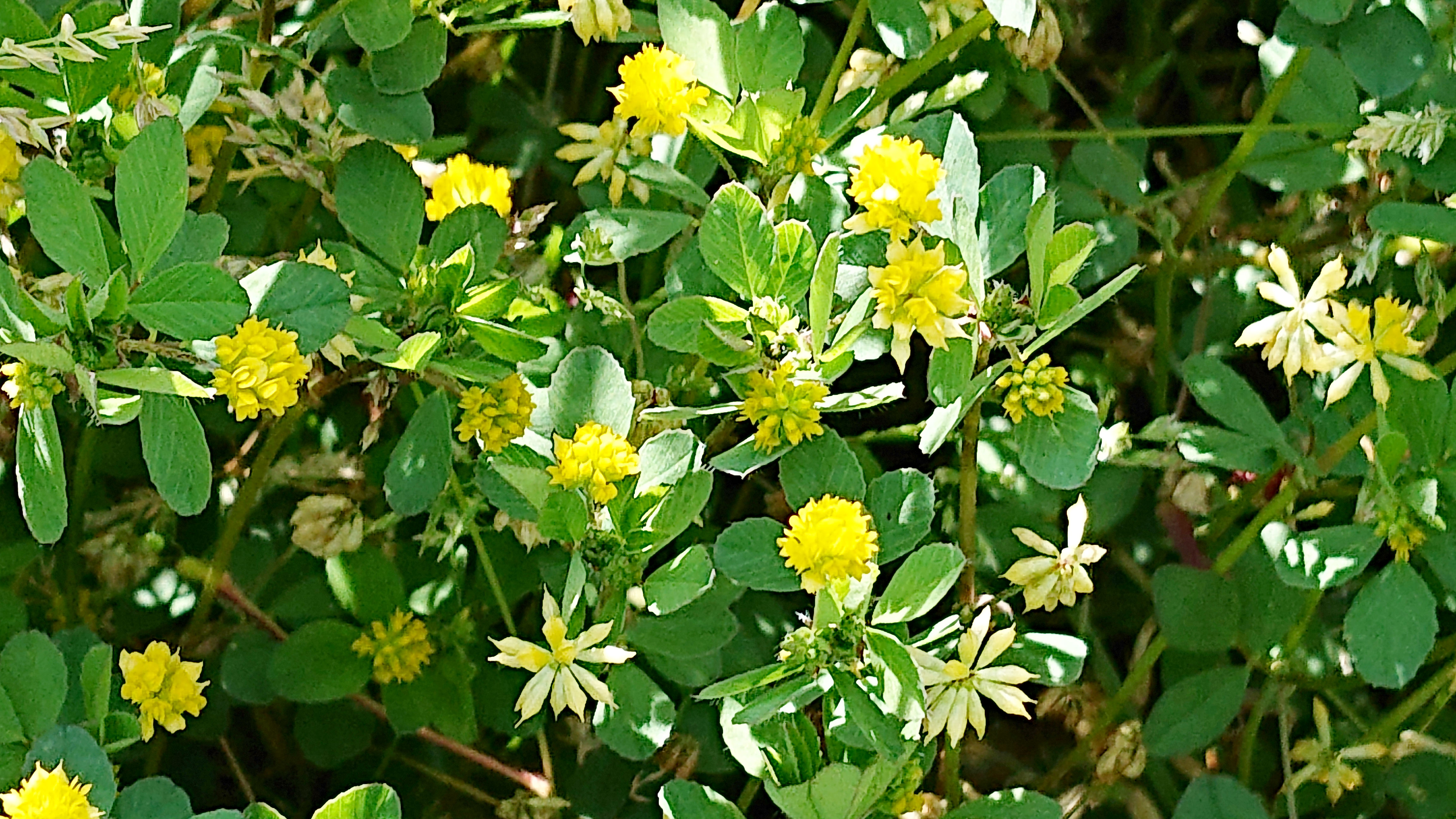 ご近所の草花 道端に咲いている小さな黄色い花は何だろう 広島市植物公園の久保さんに聞いてみた まるごとgo 広島市安佐南区 安佐北区あたりの地域情熱ブログ