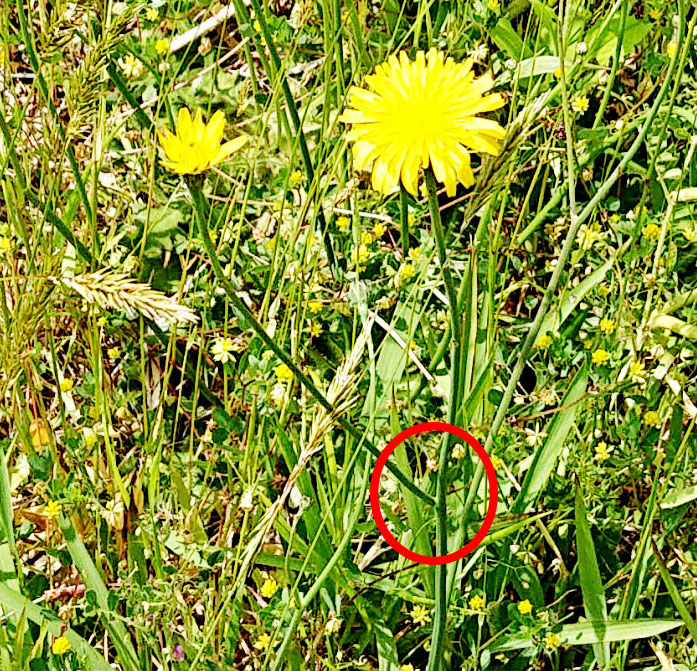 ご近所の草花 タンポポそっくりな花は何だろう 広島市植物公園の久保さんに聞いてみた まるごと安佐南 安佐北ブログ