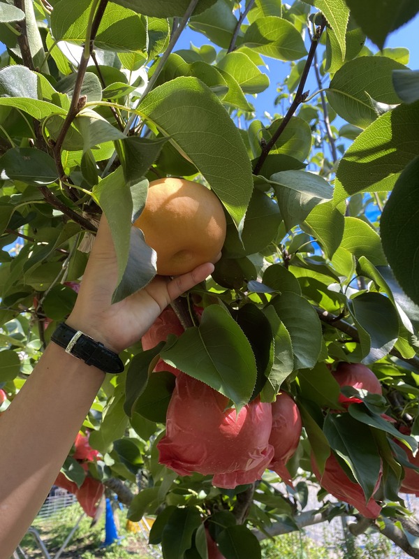 体験レポート 平田観光農園の ちょうど狩り を体験してみた まるごとgo 広島市安佐南区 安佐北区あたりの地域情熱ブログ