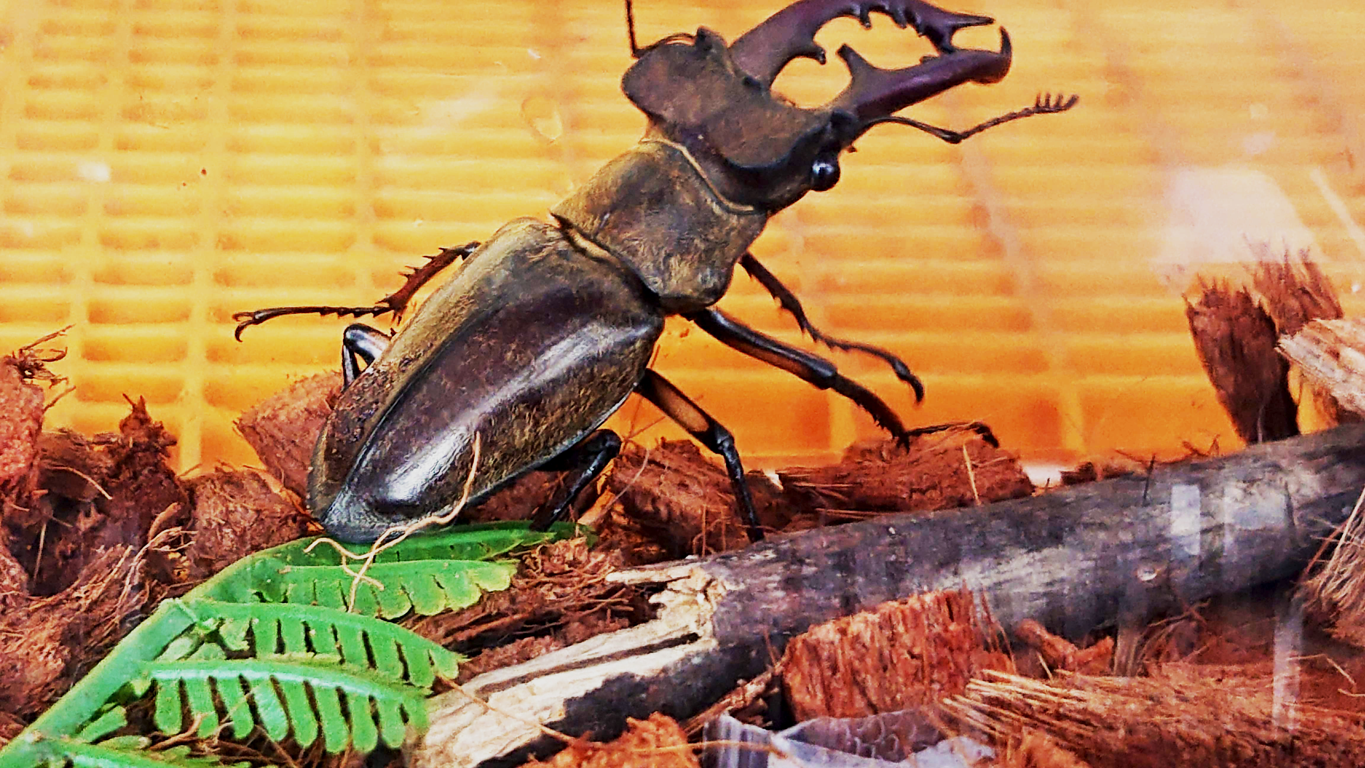 ご近所イベントカレンダー22 ７月前半 夏のイベント満載です まるごとgo 広島市安佐南区 安佐北区あたりの地域情熱ブログ