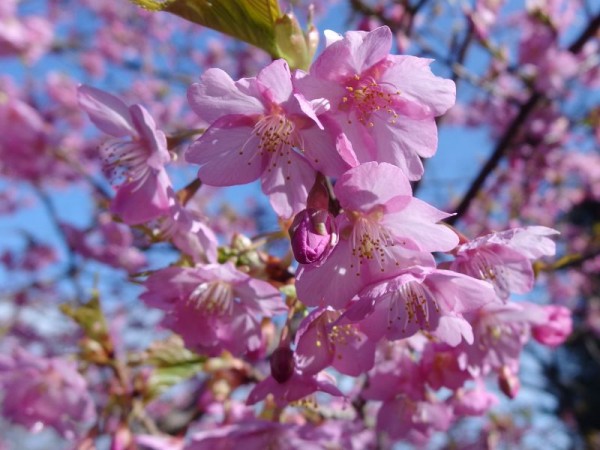 ryokka_kawazu