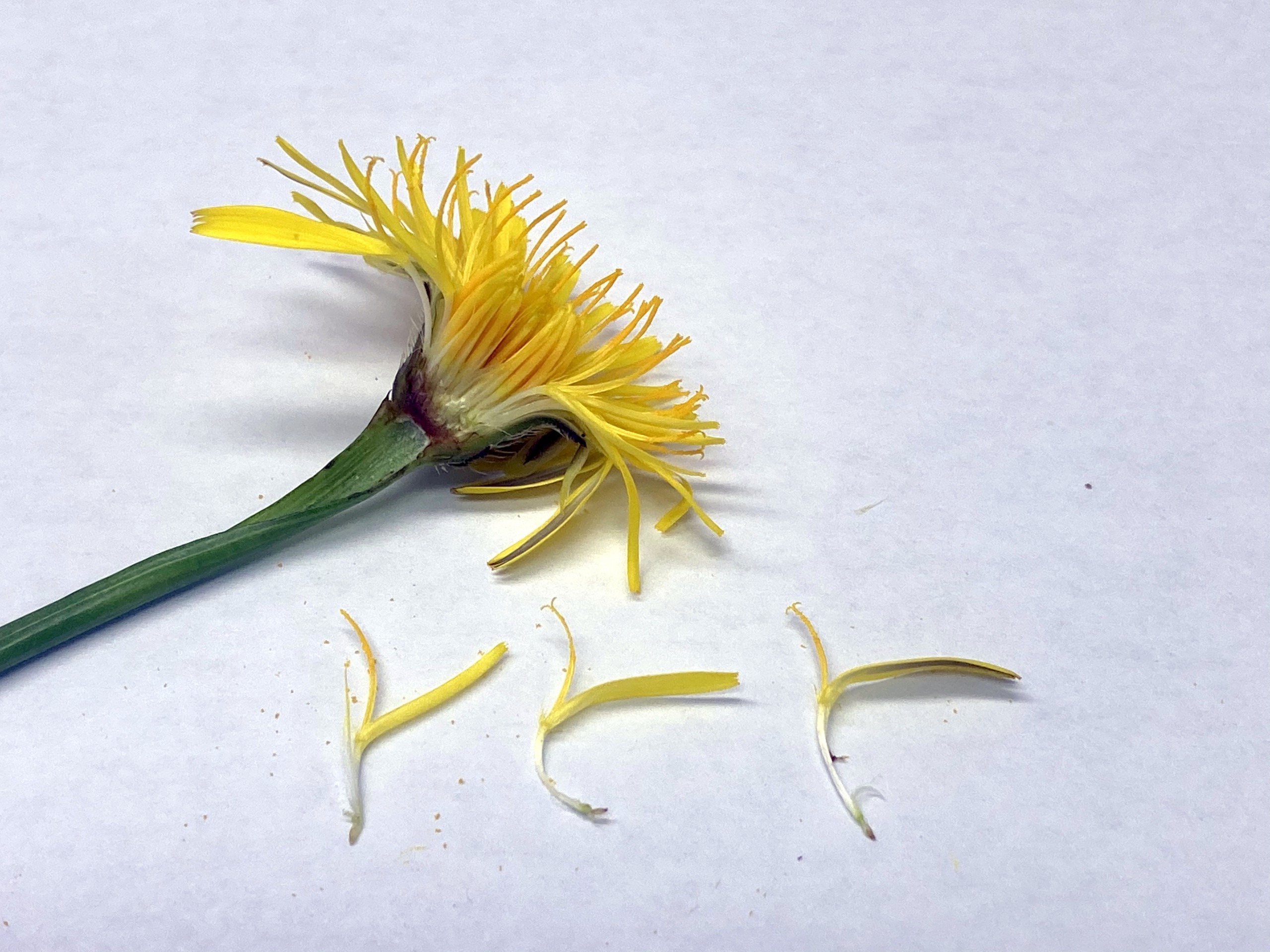 ご近所の草花 タンポポそっくりな花は何だろう 広島市植物公園の久保さんに聞いてみた まるごとgo 広島市安佐南区 安佐北区あたりの地域情熱ブログ