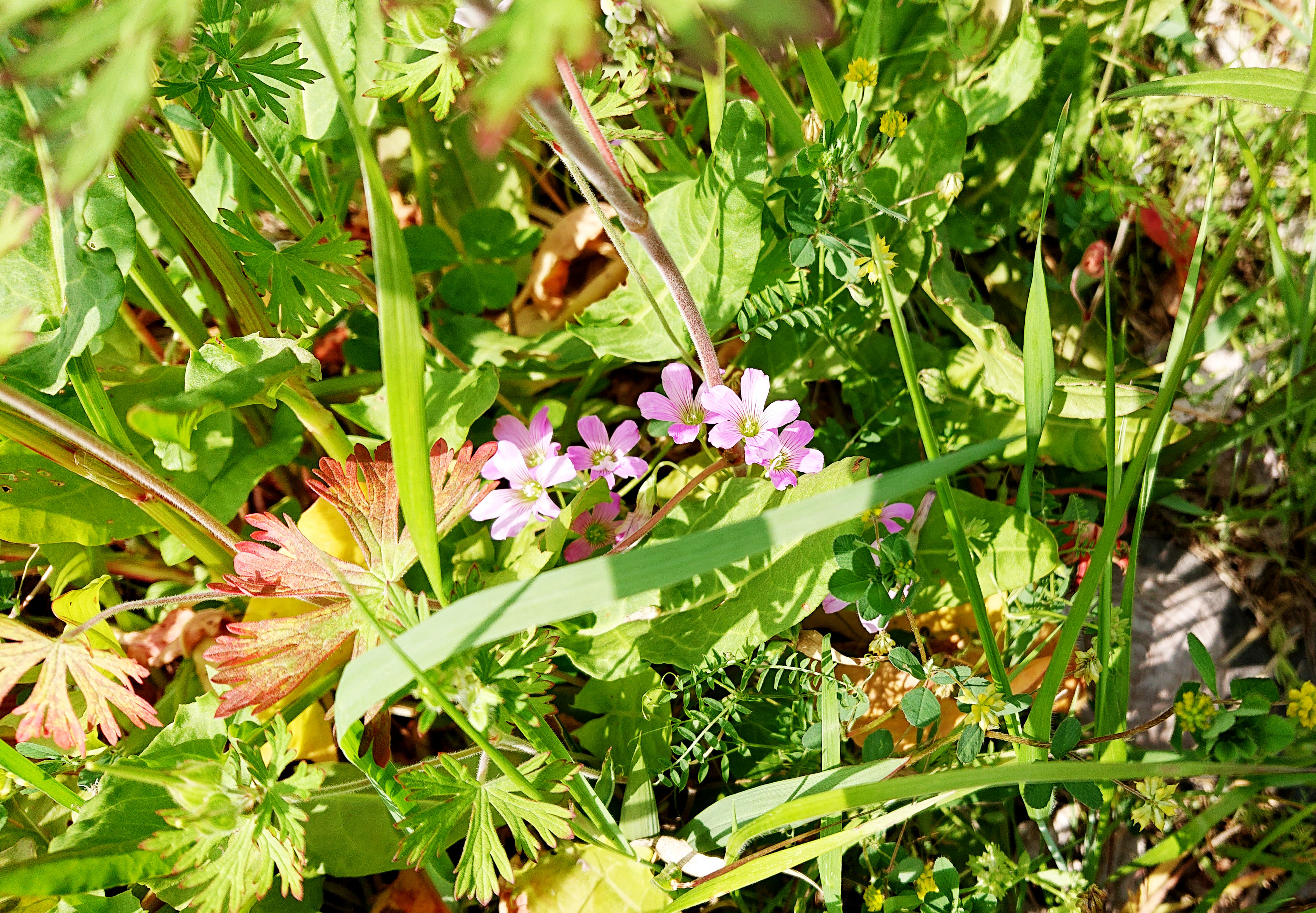 ご近所の草花 ハートの葉っぱやピンク色の花 カワイイお花は何だろう 広島市植物公園の久保さんに聞いてみた まるごと安佐南 安佐北ブログ