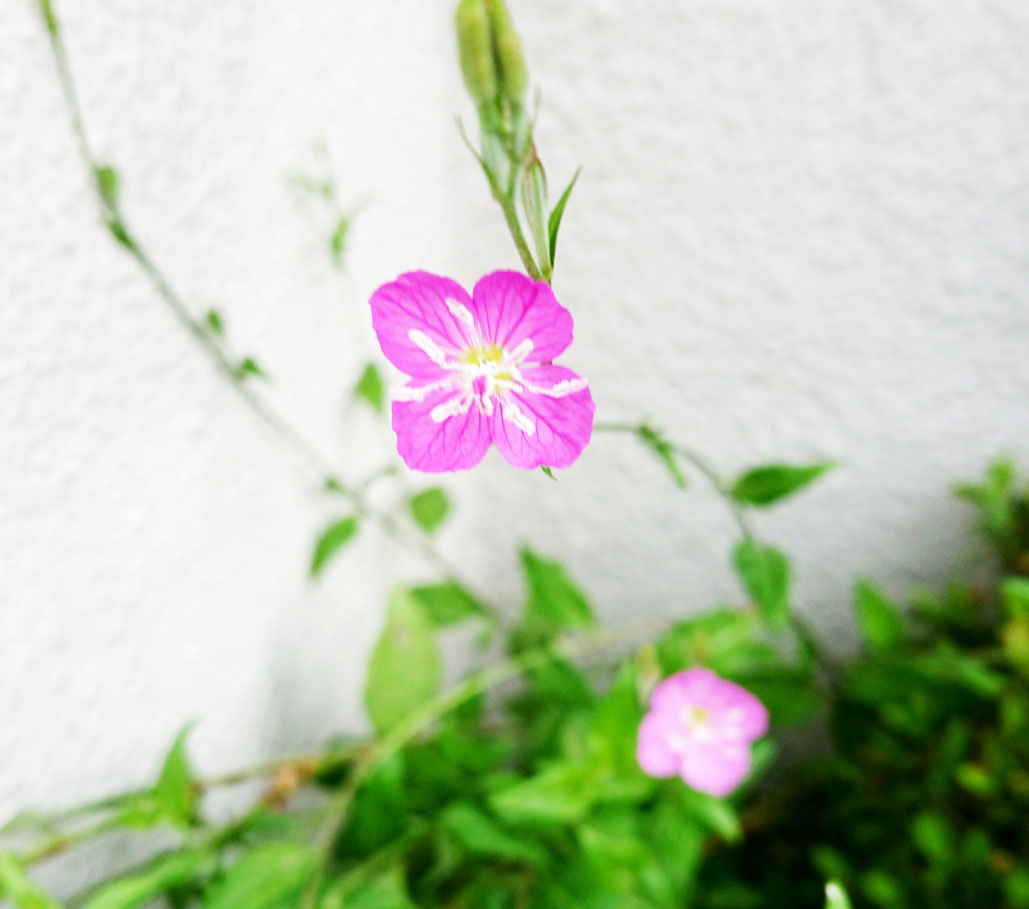 ご近所の草花 草かと思ったらカワイイお花が咲いていた このお花は何だろう 広島市植物公園の久保さんに聞いてみた まるごと安佐南 安佐北ブログ