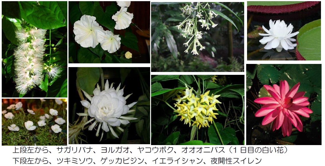 夜にしか咲かない花が見られる 広島市植物公園では8月21日 土 9月19日 日 の土日に夏の夜間開園開催 まるごとgo 広島市安佐南区 安佐北区あたりの地域情熱ブログ