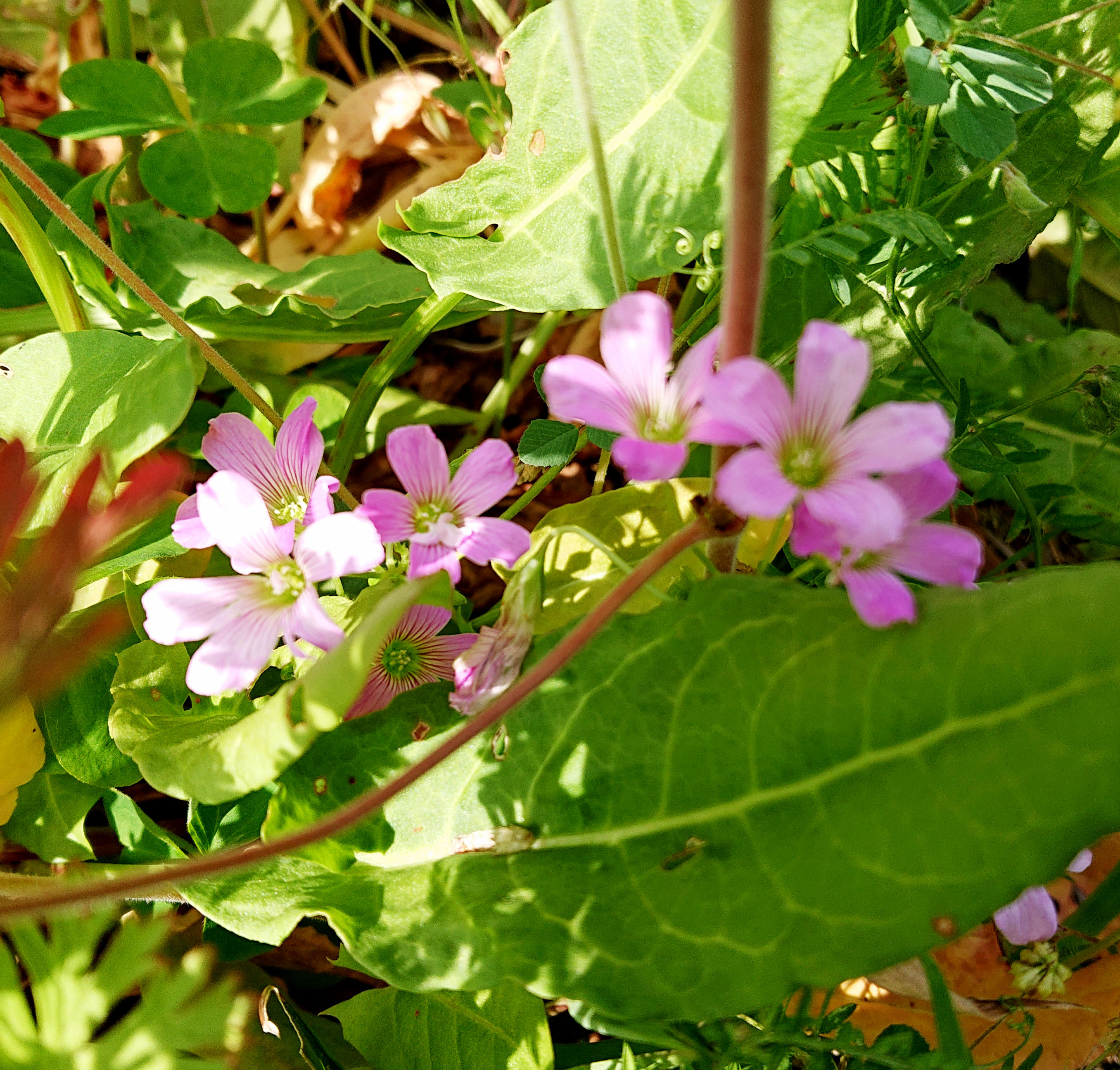 ご近所の草花 ハートの葉っぱやピンク色の花 カワイイお花は何だろう 広島市植物公園の久保さんに聞いてみた まるごとgo 広島市安佐南区 安佐北区あたりの地域情熱ブログ