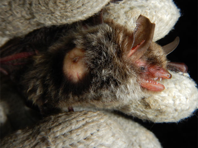 授乳期の終わり 恋ふ森野郎の研究日誌