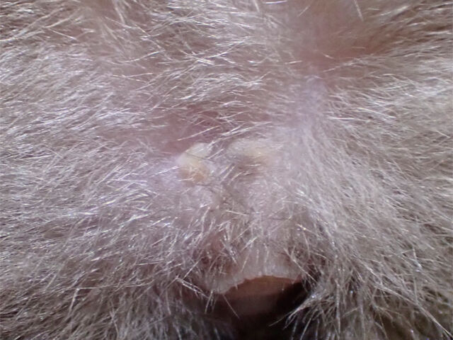 コウモリのおっぱい 恋ふ森野郎の研究日誌