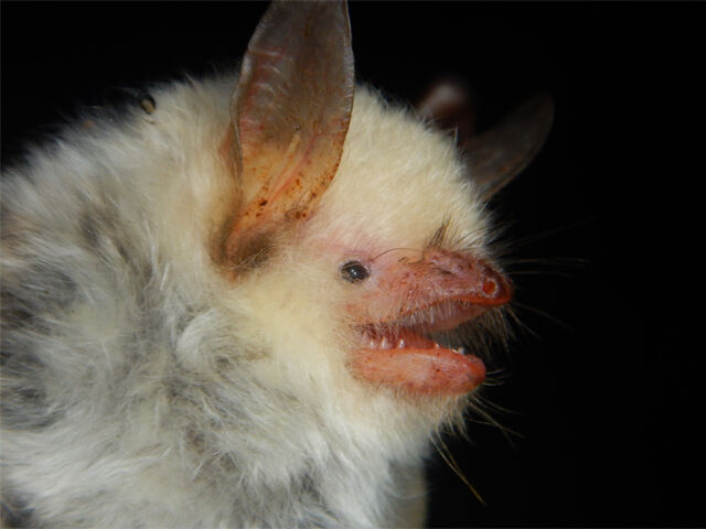 白いコウモリ 恋ふ森野郎の研究日誌