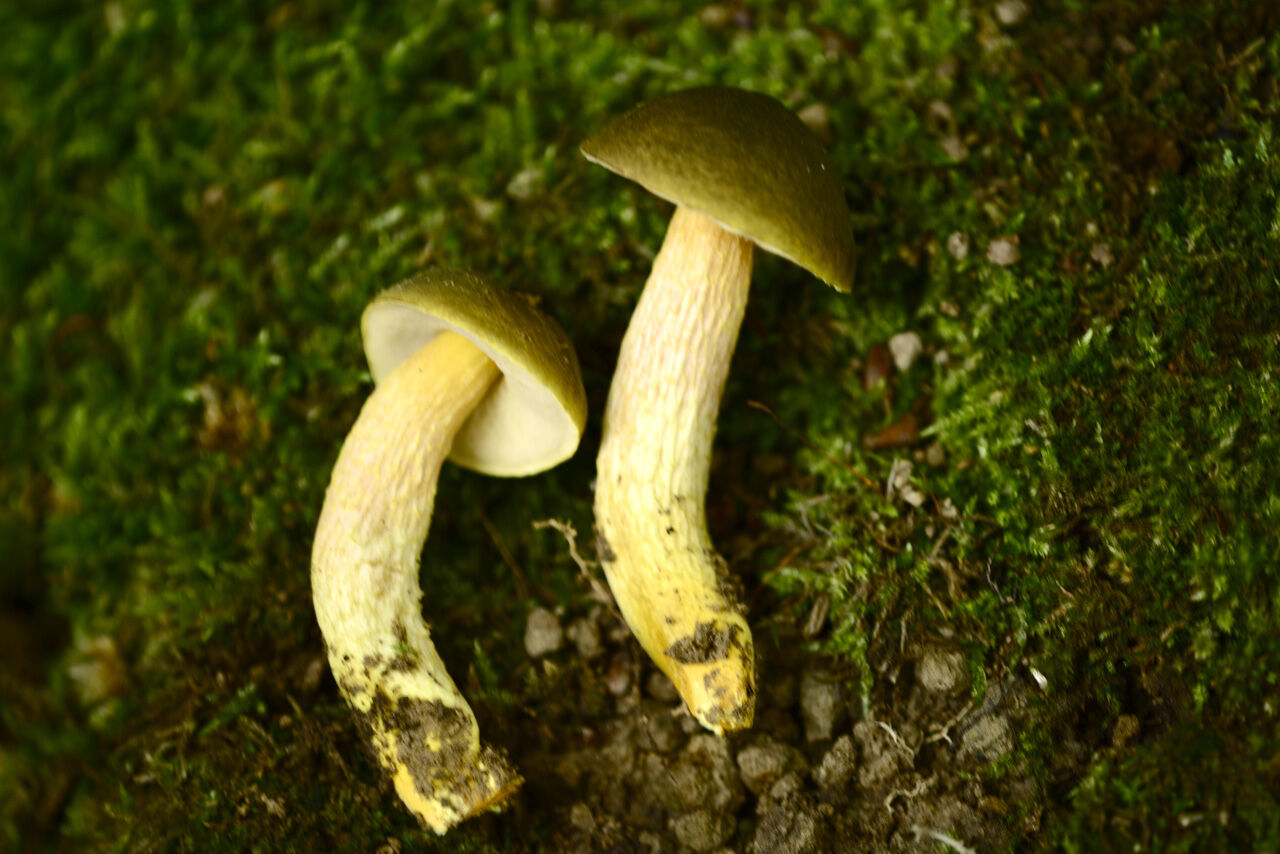 つきのこ ページ ヒシゼット(TM)替刃式 鋸 替刃265ミリ3枚入の通販｜のこぎり